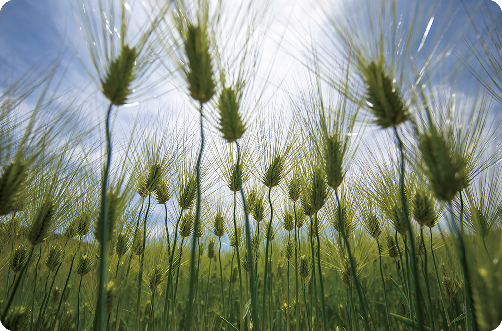 소만(小滿)의 뜻 자세한 설명