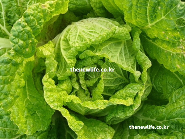 밭에서 자란 싱싱한 녹색 배추의 실물 사진. 엽록소와 비타민이 꽉 차 보이는 푸른 잎들이 겹겹이 뭉쳐 있는 건강한 모습