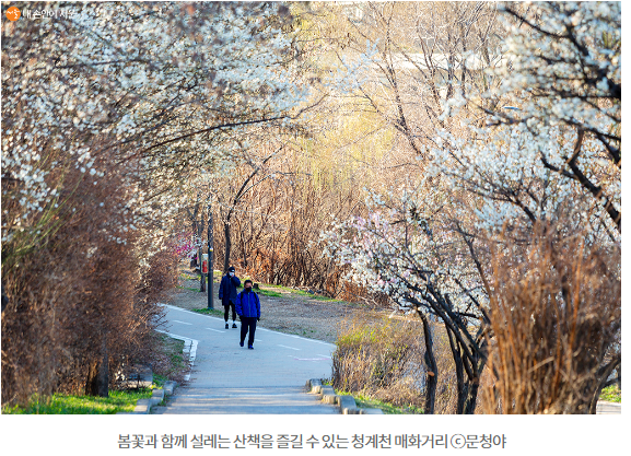 매화거리