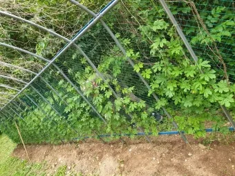 히솝 재배 씨 뿌리기 통풍 관리 허브 차 활용_3