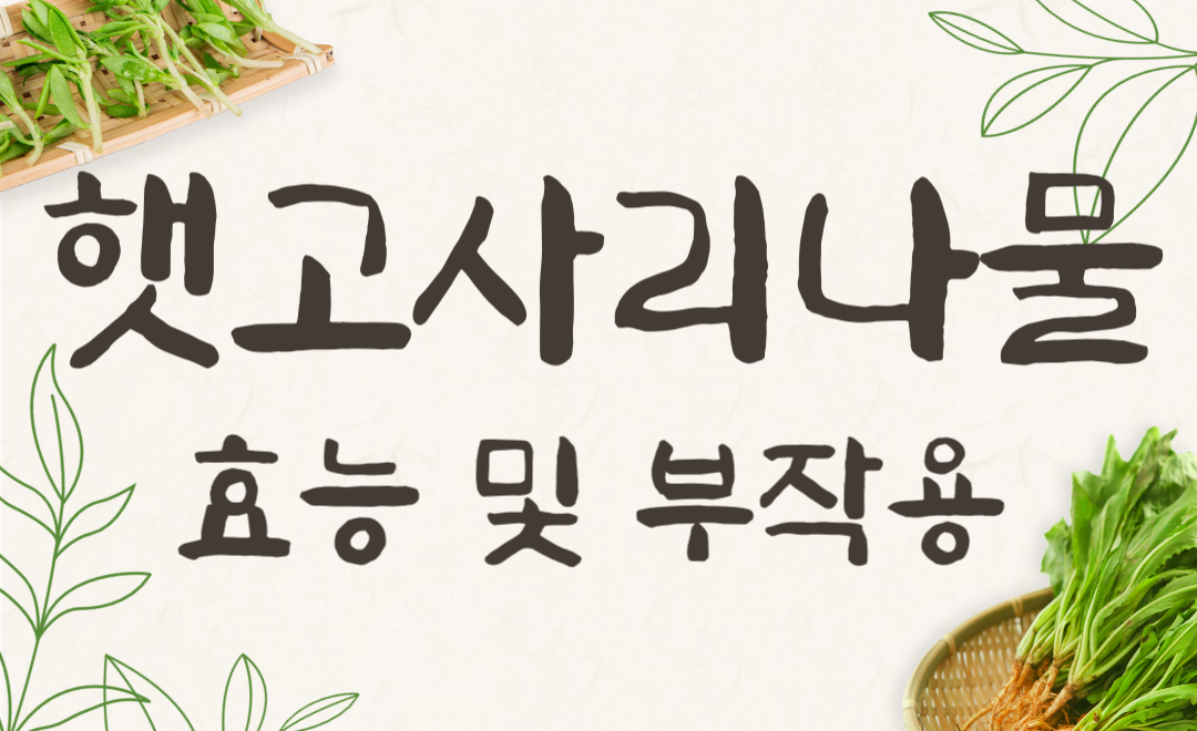 햇고사리 효능과 부작용, 고사리 나물 보관법 총정리