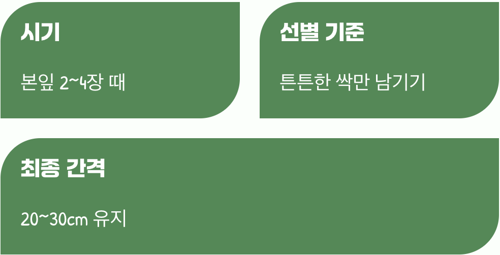 떡잎이 나면&amp;#44; 튼튼한 녀석만 남겨주세요