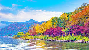 남이섬 단풍 절정시기