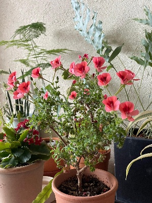 3년째 함께하는 엔젤아이스, 올해도 꽃을 피우다