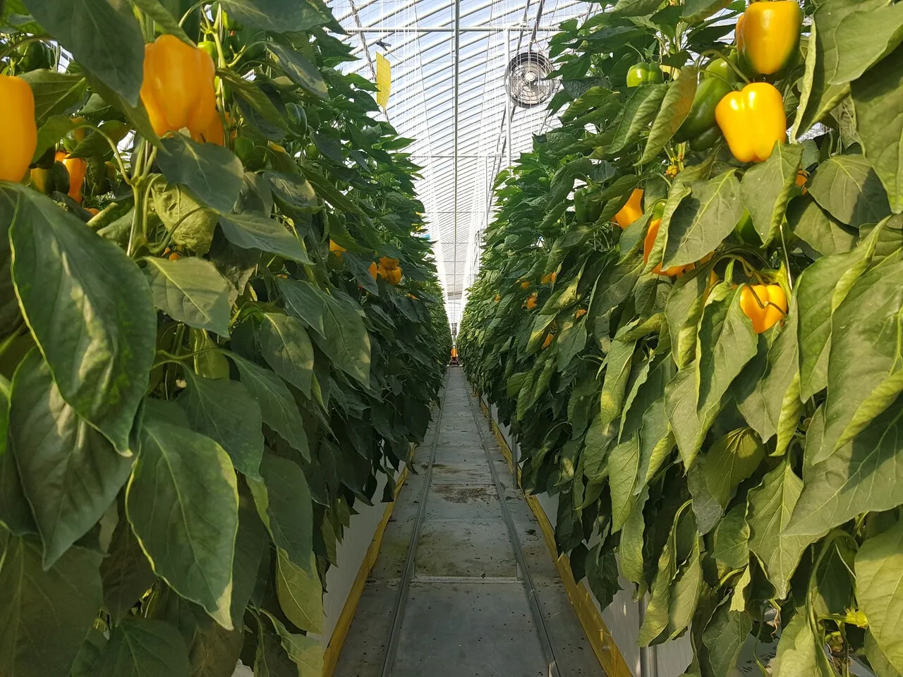 파프리카 재배 모종 선택 하우스 관리 착색 높이는법_4