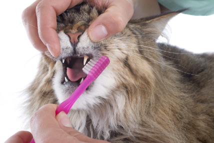 양치질을 하는 고양이.