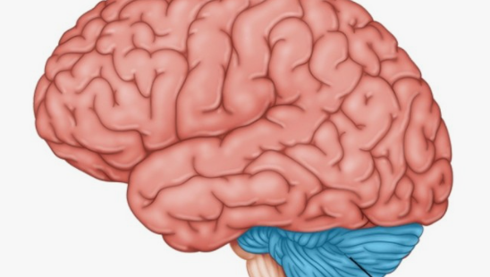 글루타민의 효능 효과와 L -글루타민 그리고 글루타민의 부작용