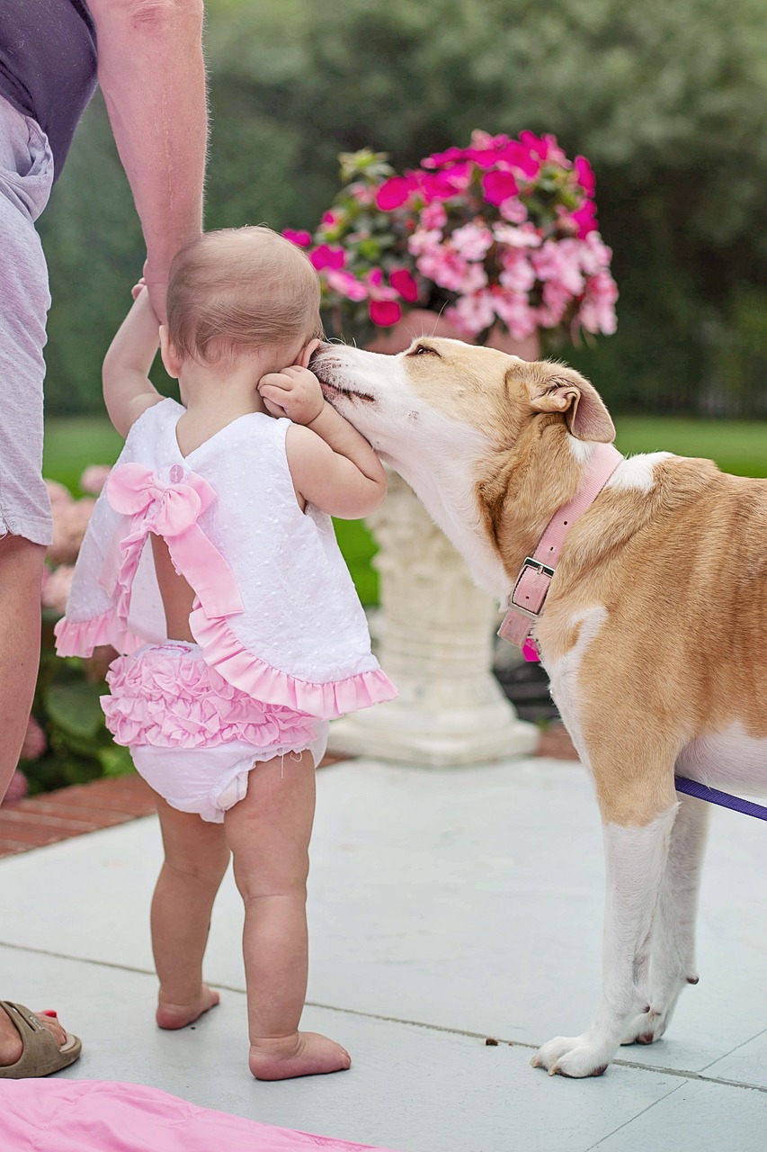 반려견의 사회화 훈련