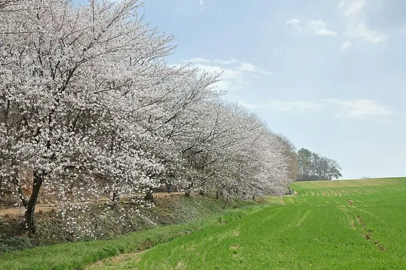 당진 카페 피어라