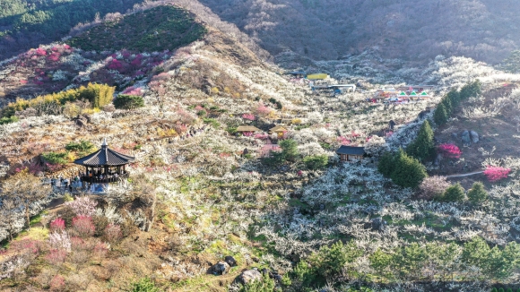광양매화 풍경