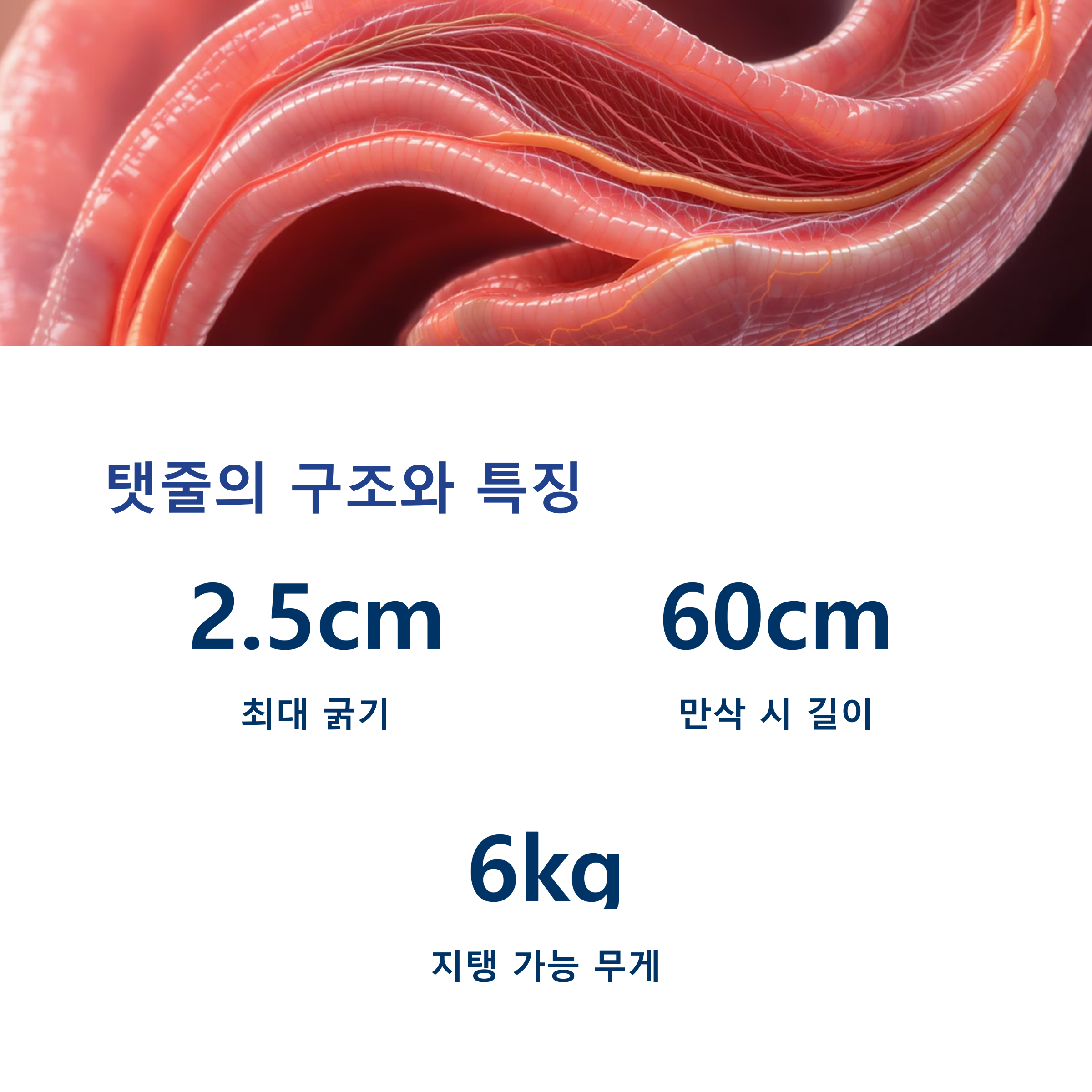 탯줄의 구조적 특징을 설명한 인포그래픽 이미지. 최대 굵기 2.5cm, 길이 60cm, 무게 지탱 능력 6kg 등의 수치 정보 포함