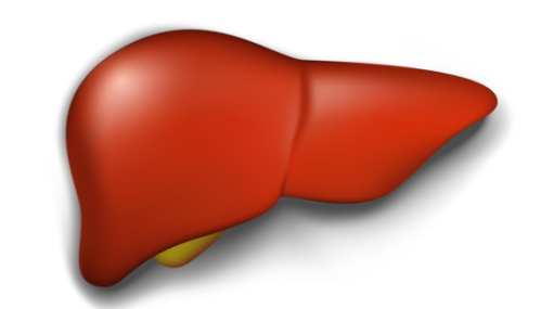 간 건강 지키기