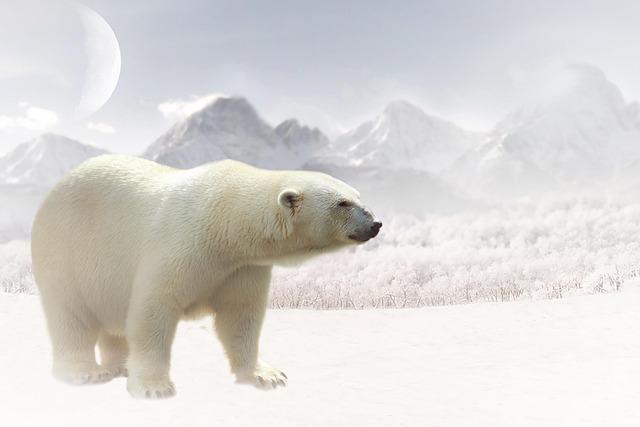 북극곰 털의 단열 원리: 차세대 보온 소재와 건축 단열재 개발