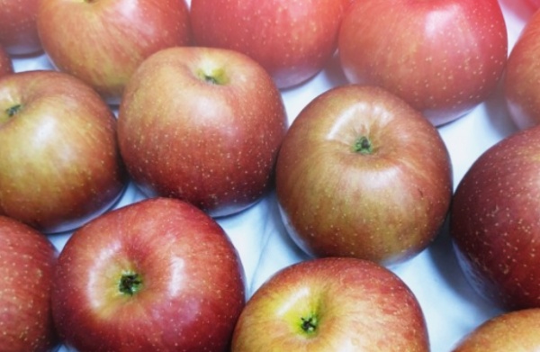 빨갛게잘익은-사과