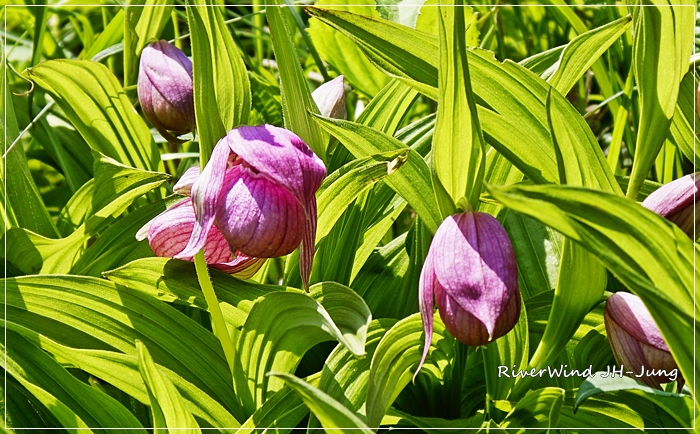 지리산 노고단 야생화 복주머니