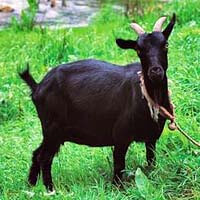 흑염소-사진