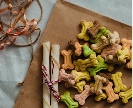 반려견 식단 관련 사진