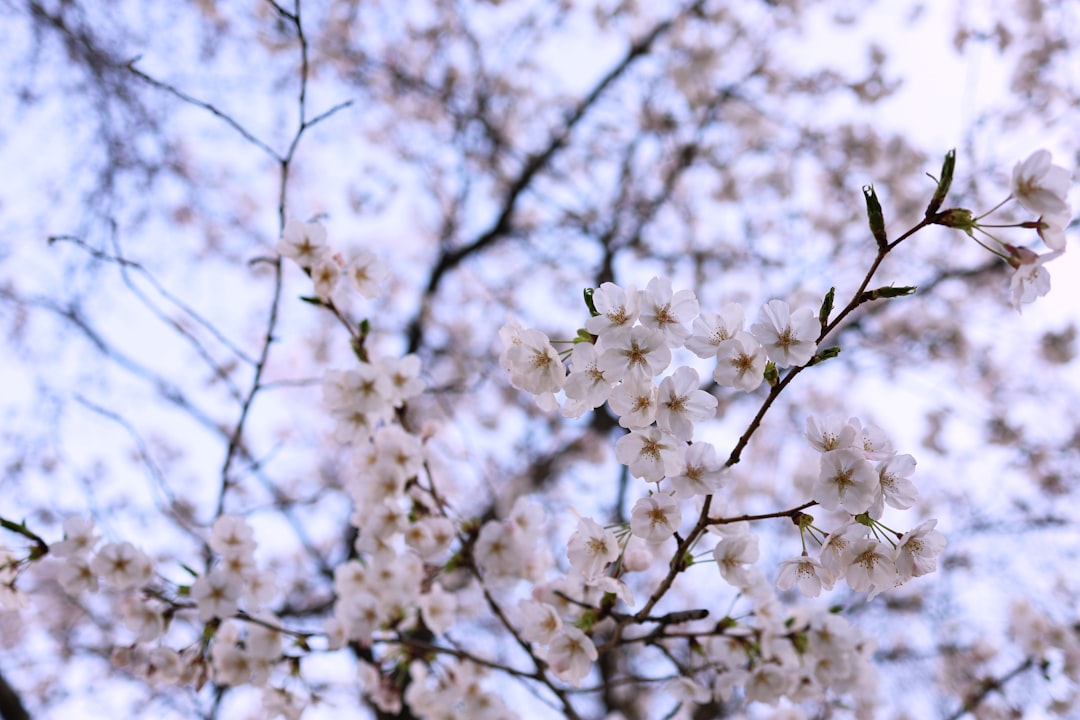 Cherry blossom.