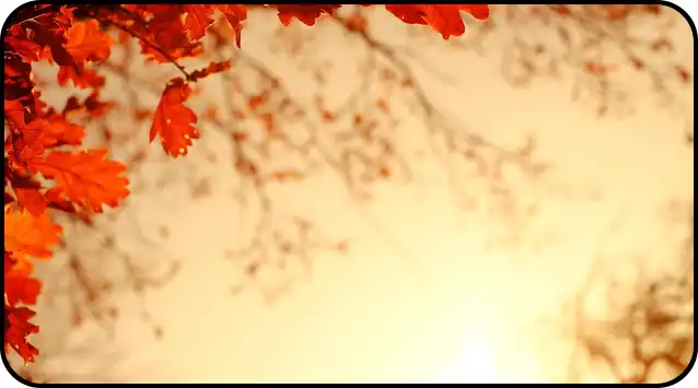 2024년 내장산 단풍절정시기