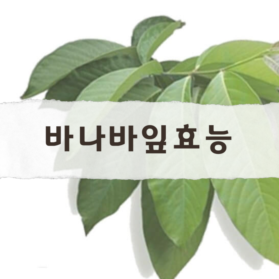 바나바잎의-효능과-부작용에-대한-바나바잎