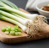 김장 쪽파 심는 시기