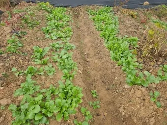 2025년 10월에 파종하기 좋은 작물들 농업 재배법_3