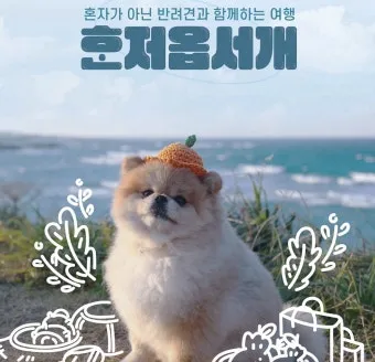 제주 반려견과 함께 가기 좋은 펫프렌들리 숙소 리스트_23