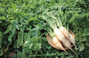 무 재배 솎아주기 토양 소독 비닐 멀칭_30