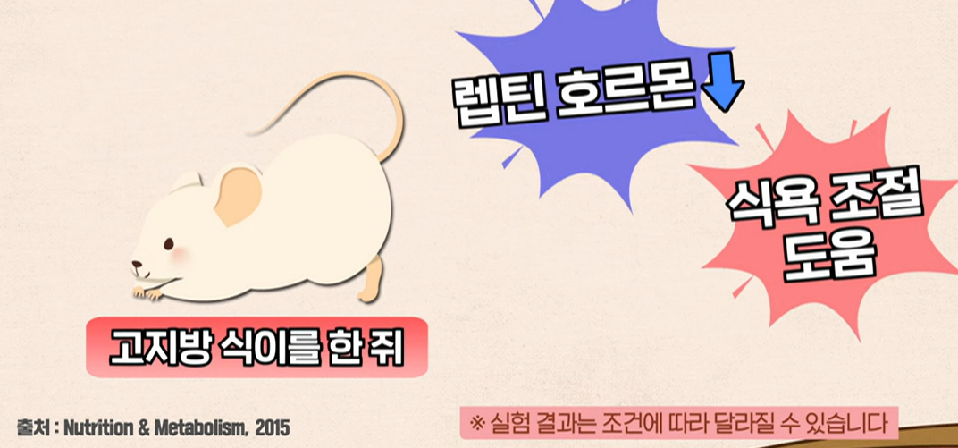락토페린 효능