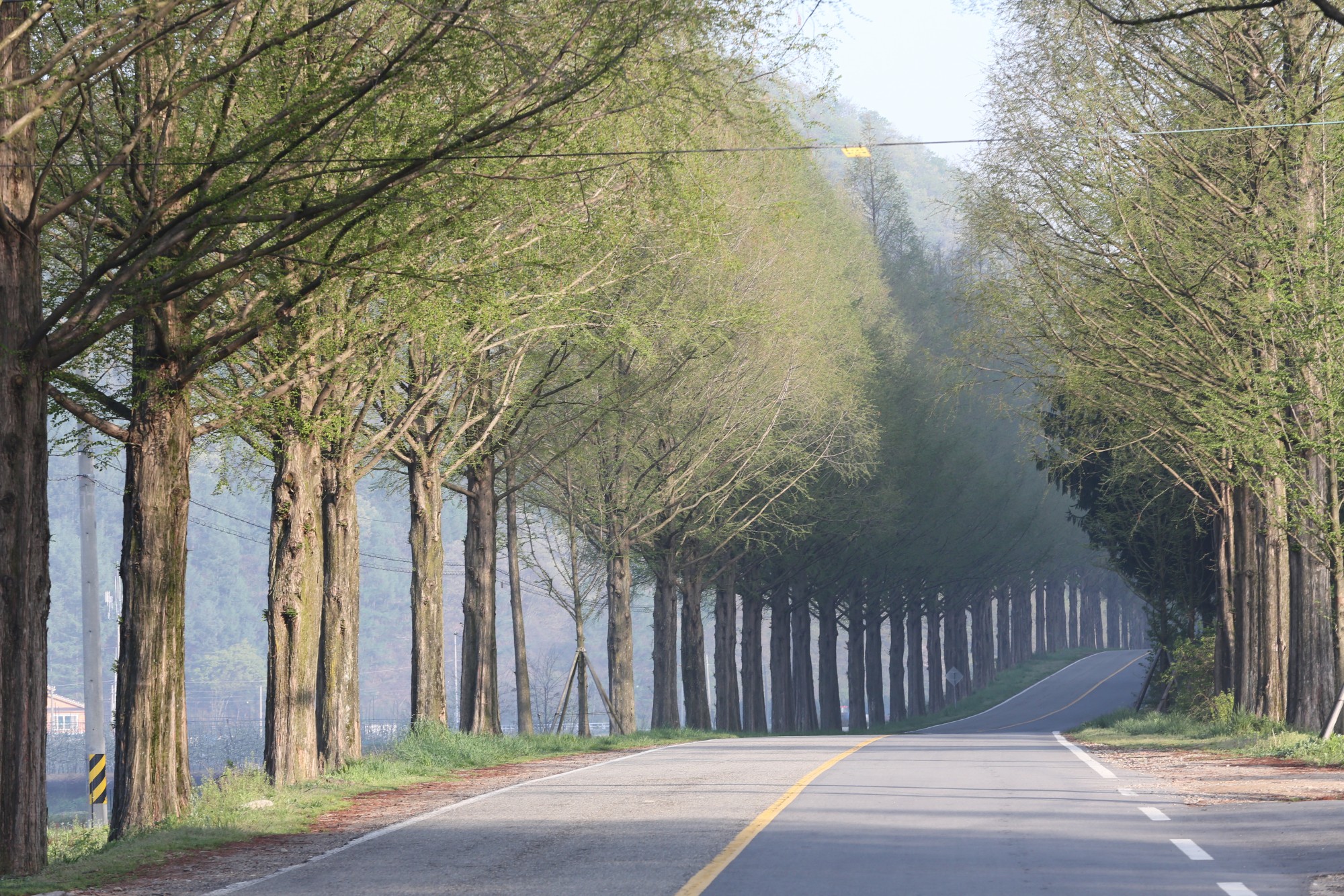 전북 진안 : 부귀 메타세쿼이아길 (사계절 아름다운 사진 명소)
