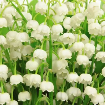 은방울꽃 꽃말 봄 꽃 꽃말 모음_7