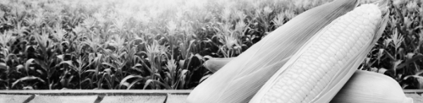 옥수수 키우기: 발아 후 6-8주 동안 충분한 물