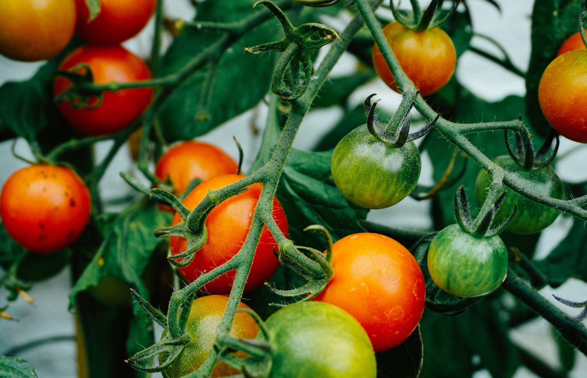 대저토마토 짭짤이토마토 차이
