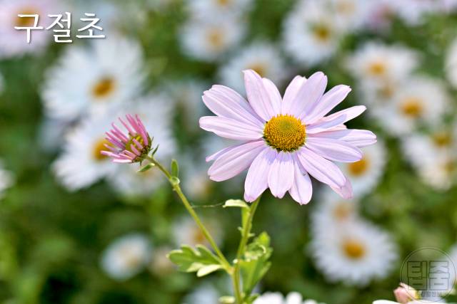 갱년기에 좋은 약초 구절초 부인병에 좋은 약초