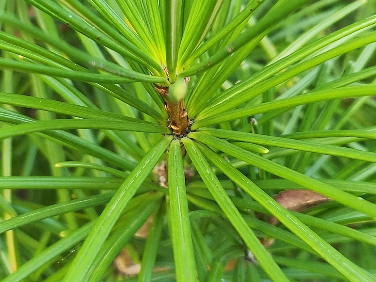 금송
