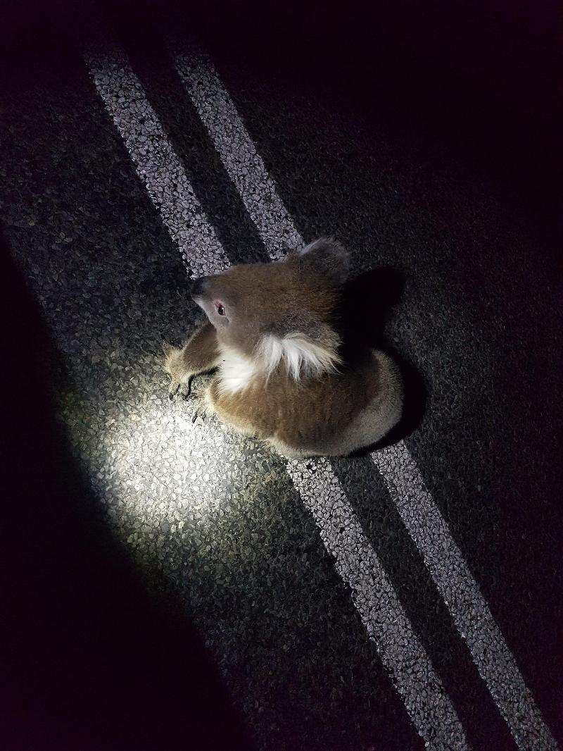 호주에서 만난 야생 코알라