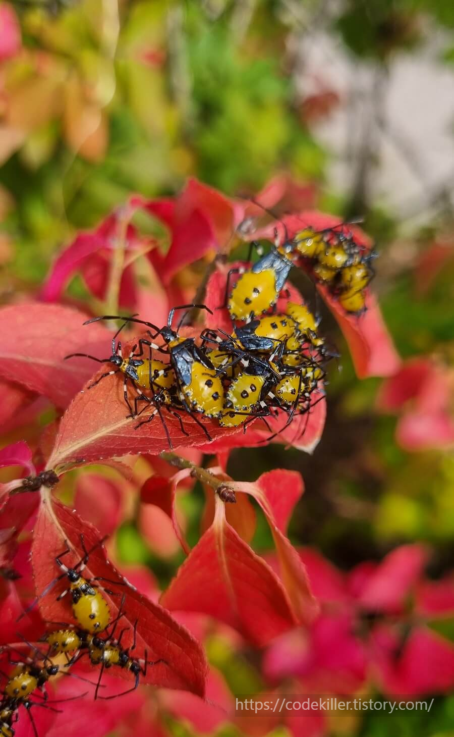 노랑배허린노린재 약충