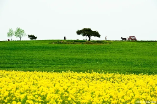 봄 인생사진 명소, 전국 청보리밭 BEST 3 추천