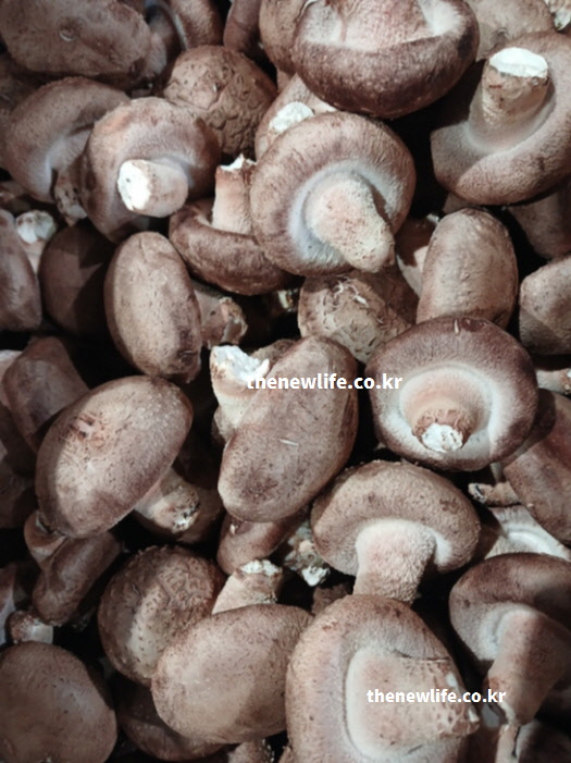 갱년기 여성 뼈 건강과 골다공증 예방 표고버섯 효능
