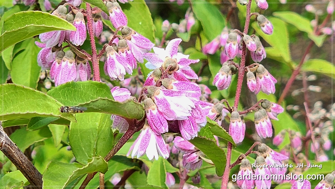 분홍말발도리_Pink-Deutzia