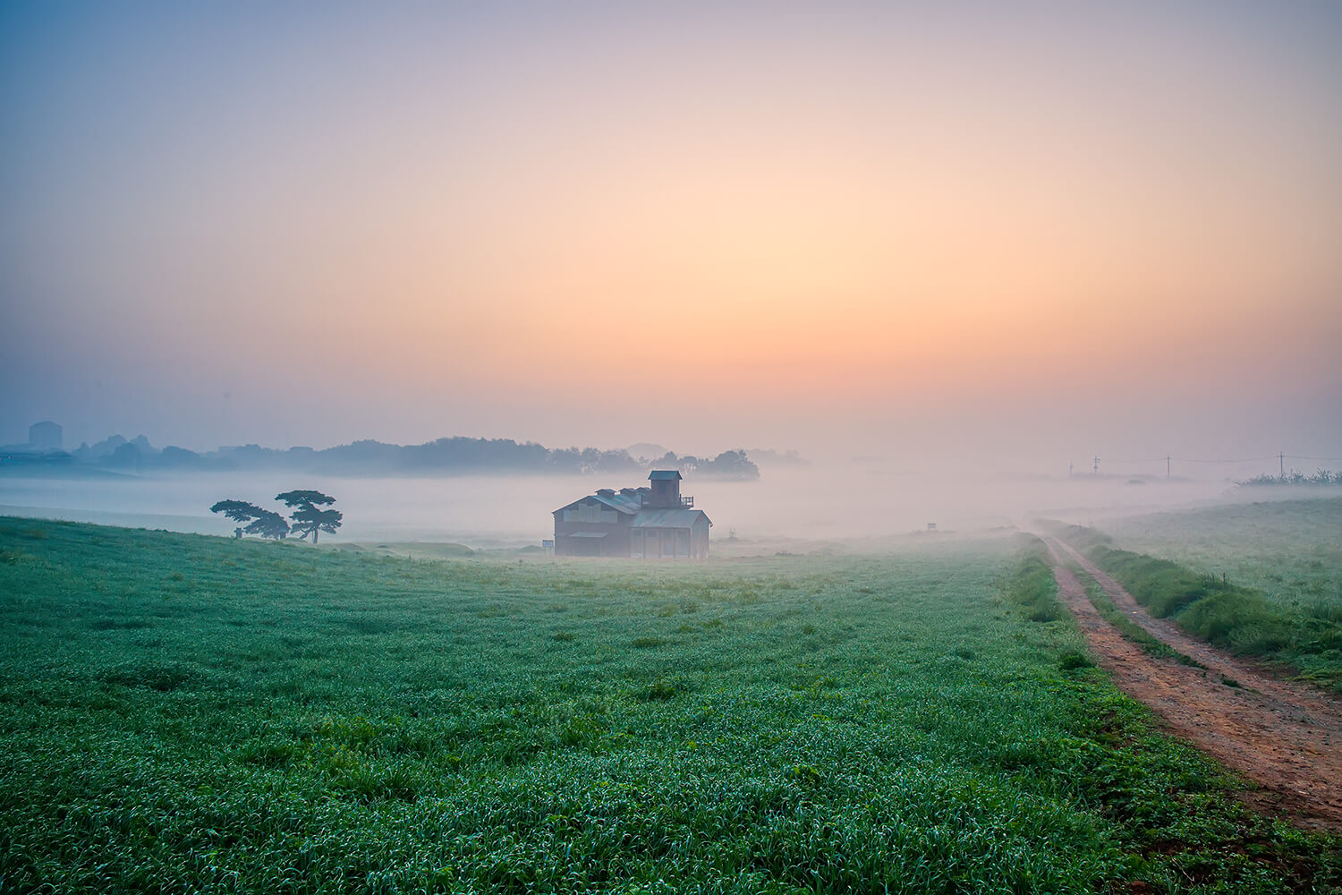 안성목장 청보리밭