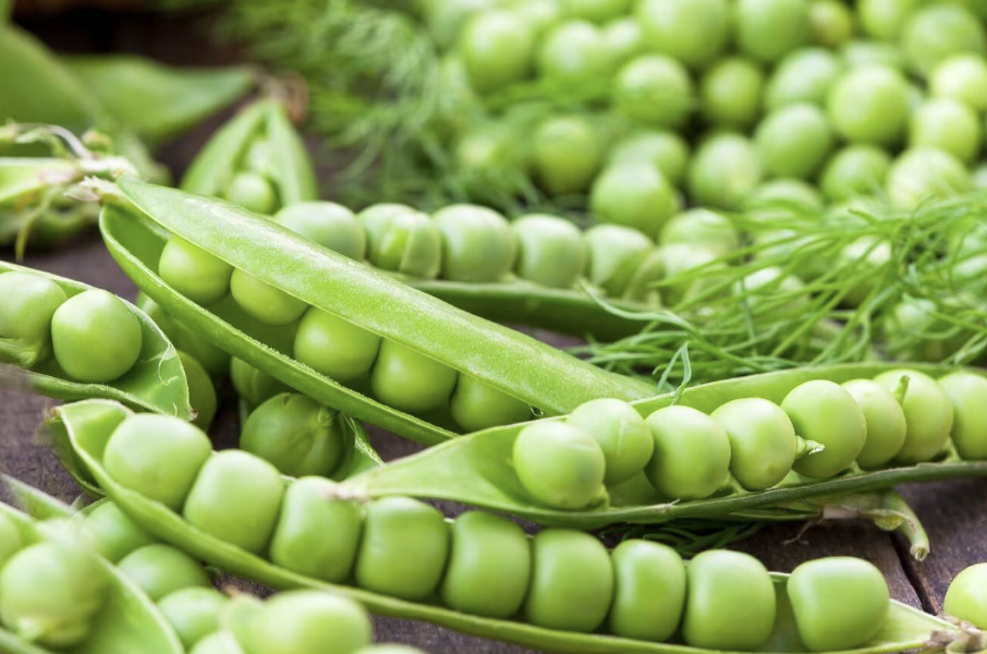 완두콩 제철