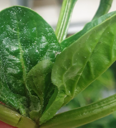 시금치-잎의-하얀-알갱이-가루