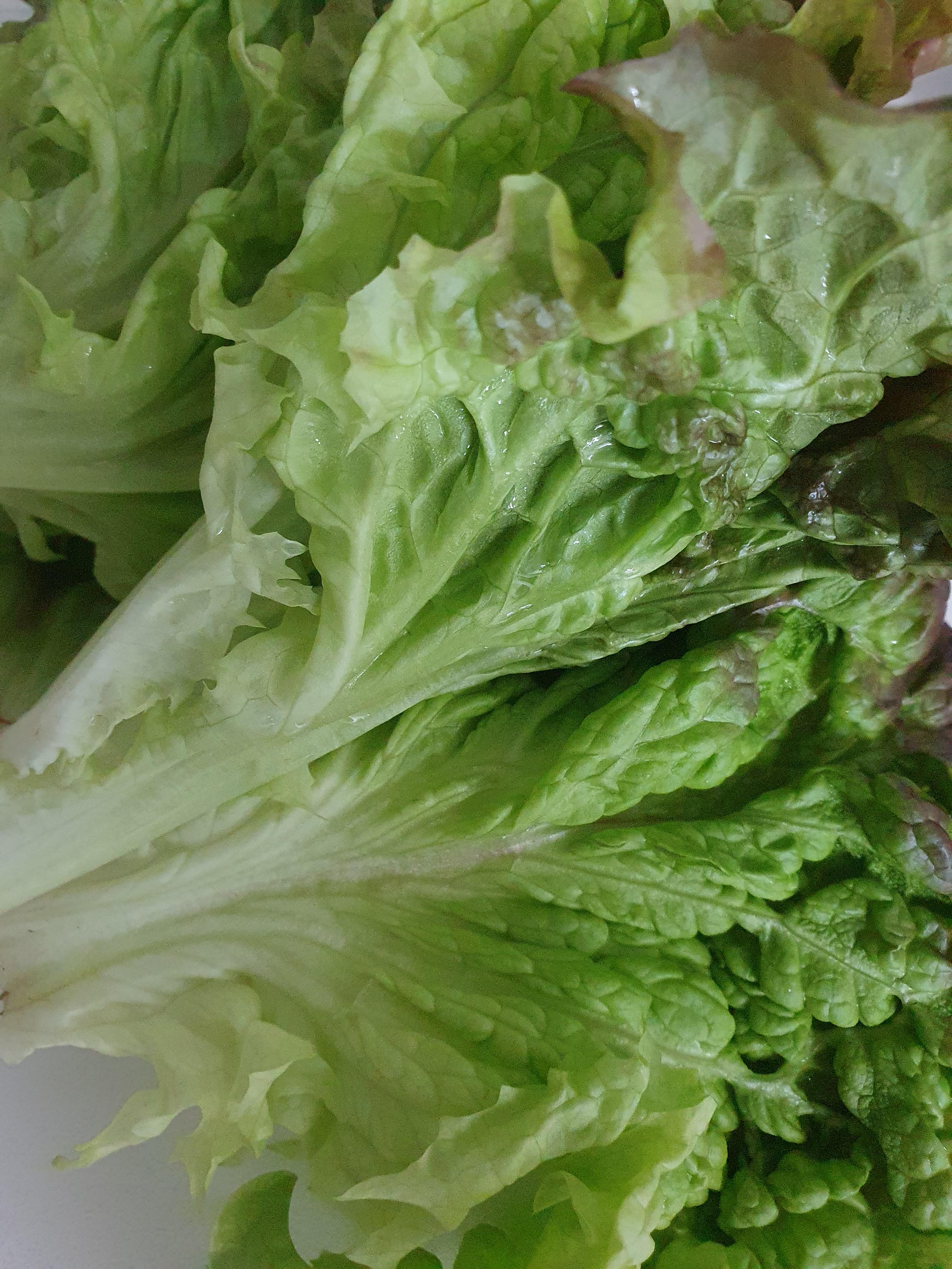 요리락 양념 돼지 갈비 추천 가격