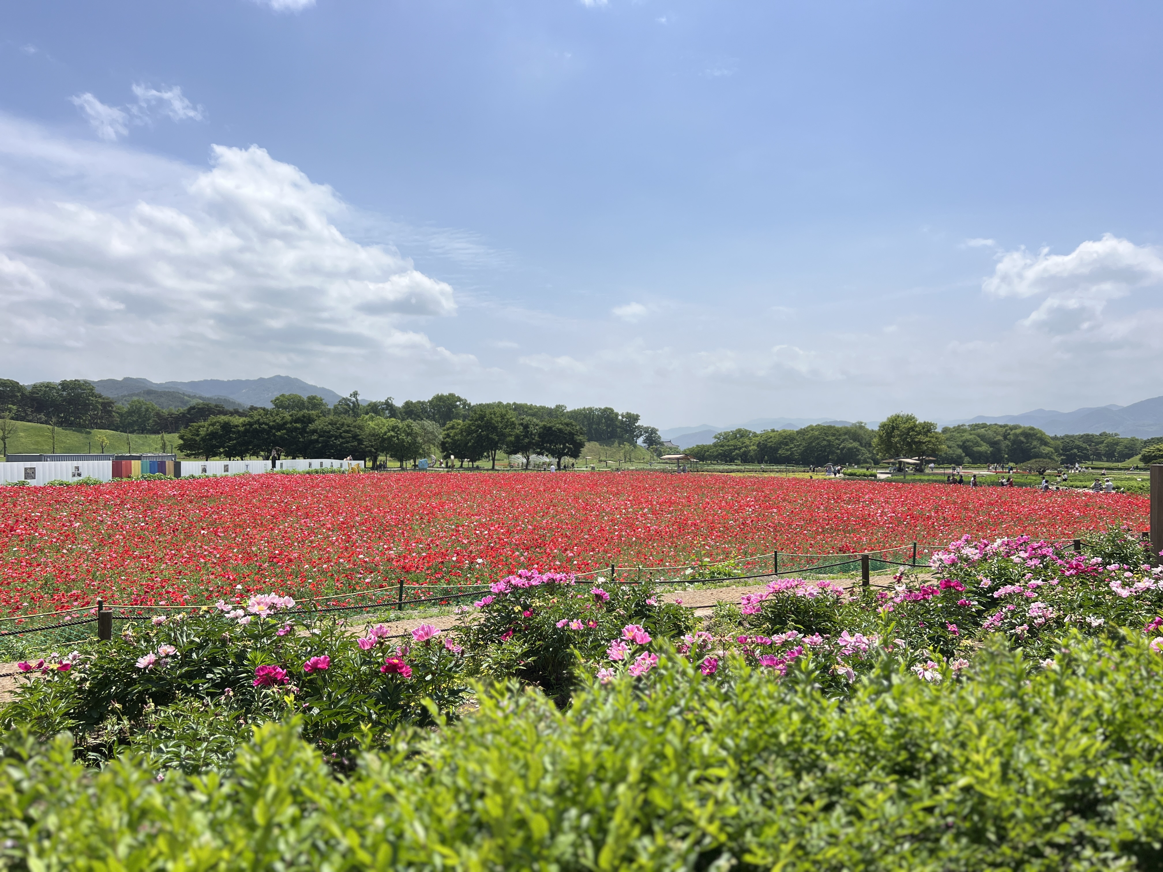 경주첨성대 양귀비 . 첨성대, 포토존, 경주가볼만한곳
경주여행