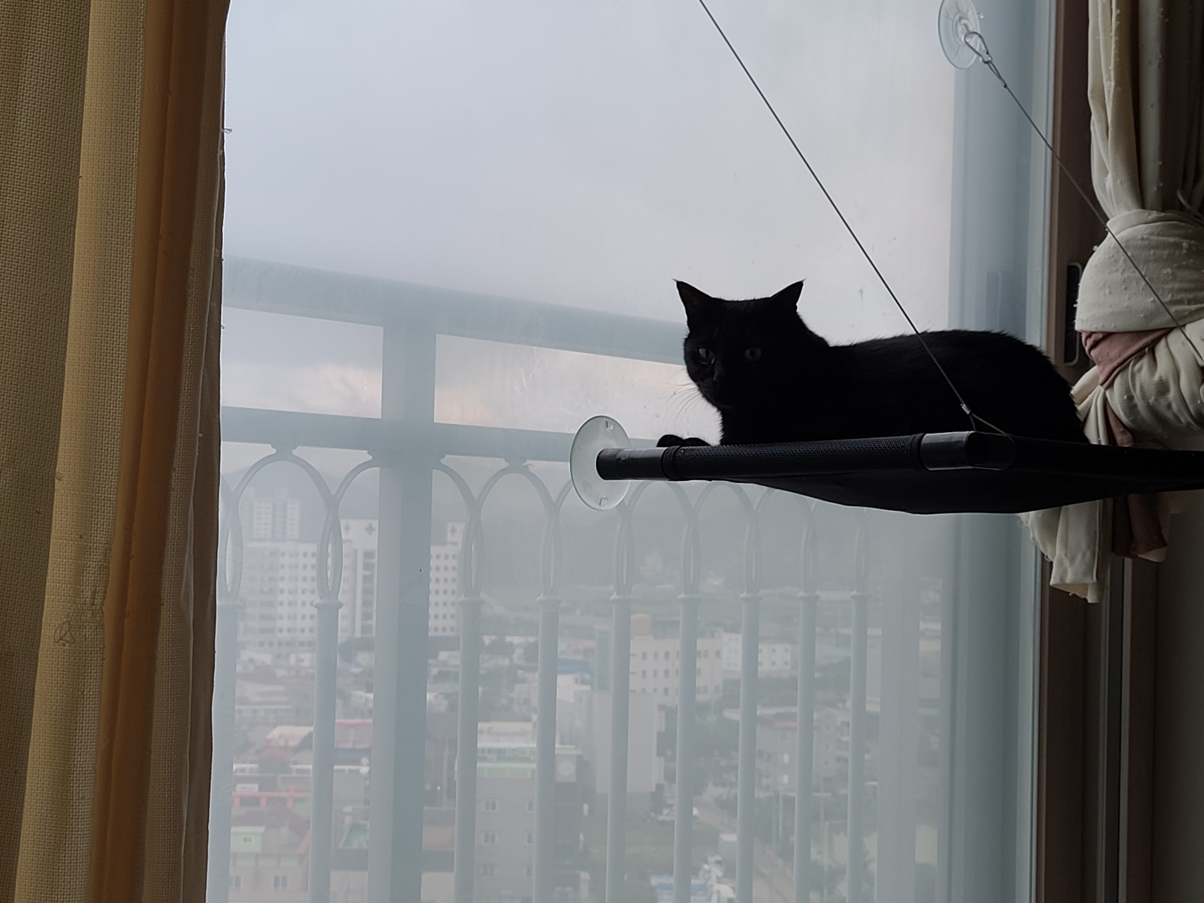 창문 해먹 위에서 창밖을 구경하는 올블랙고양이 건이.(feat.건이의 쫑알쫑알)