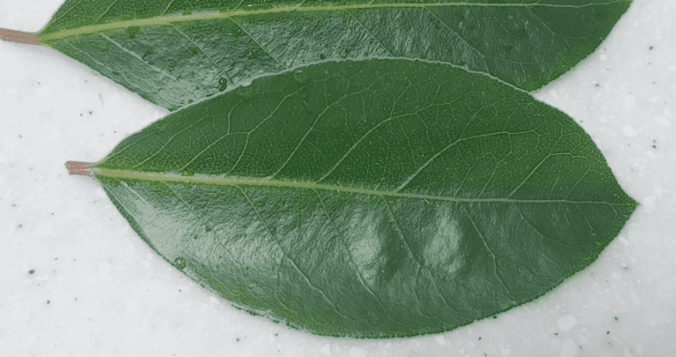 월계수잎 두장이 놓여 있다