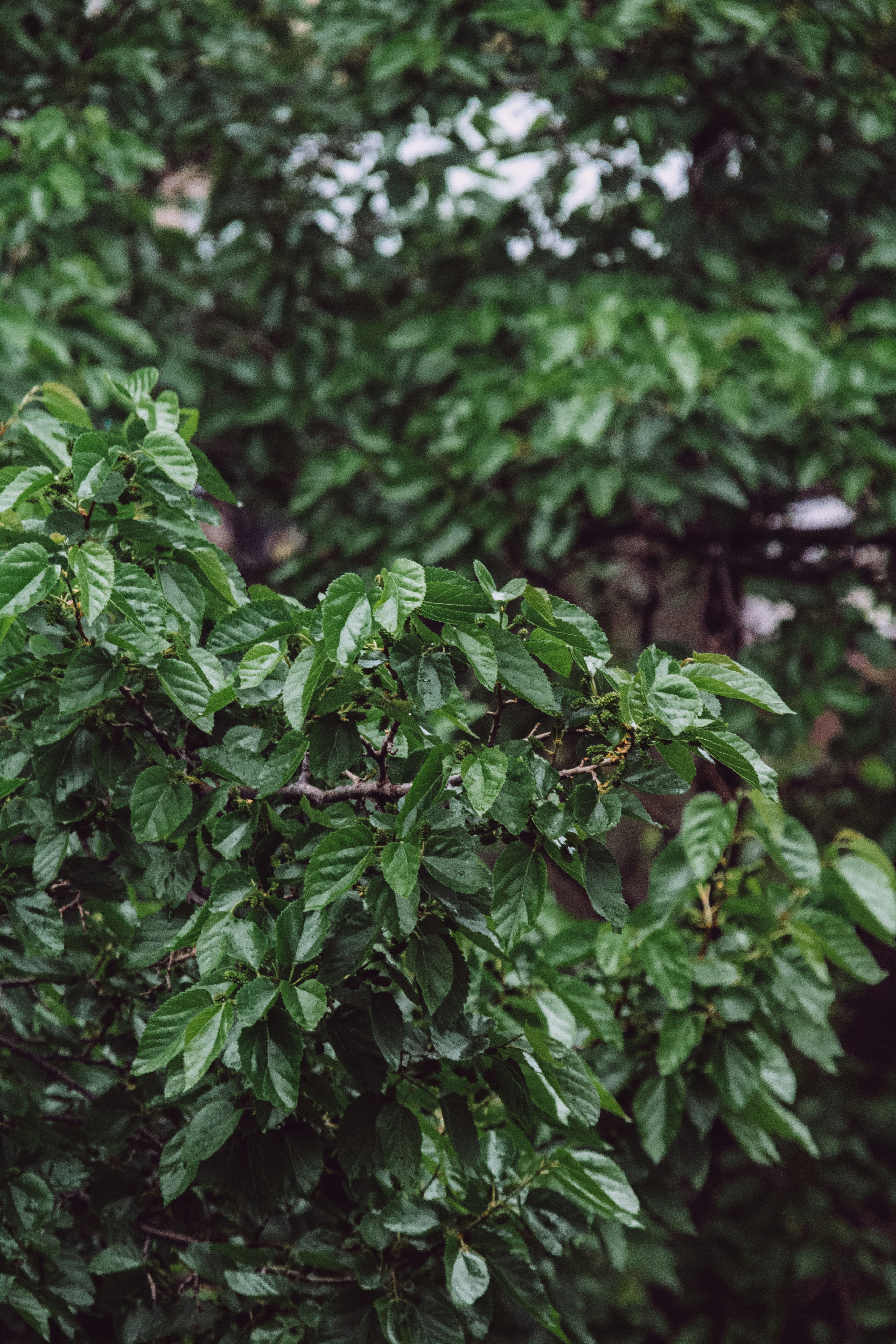 뽕나무 뿌리 효능 뽕나무 열매 오디 가지 잎 효능 뽕나무 병충해
