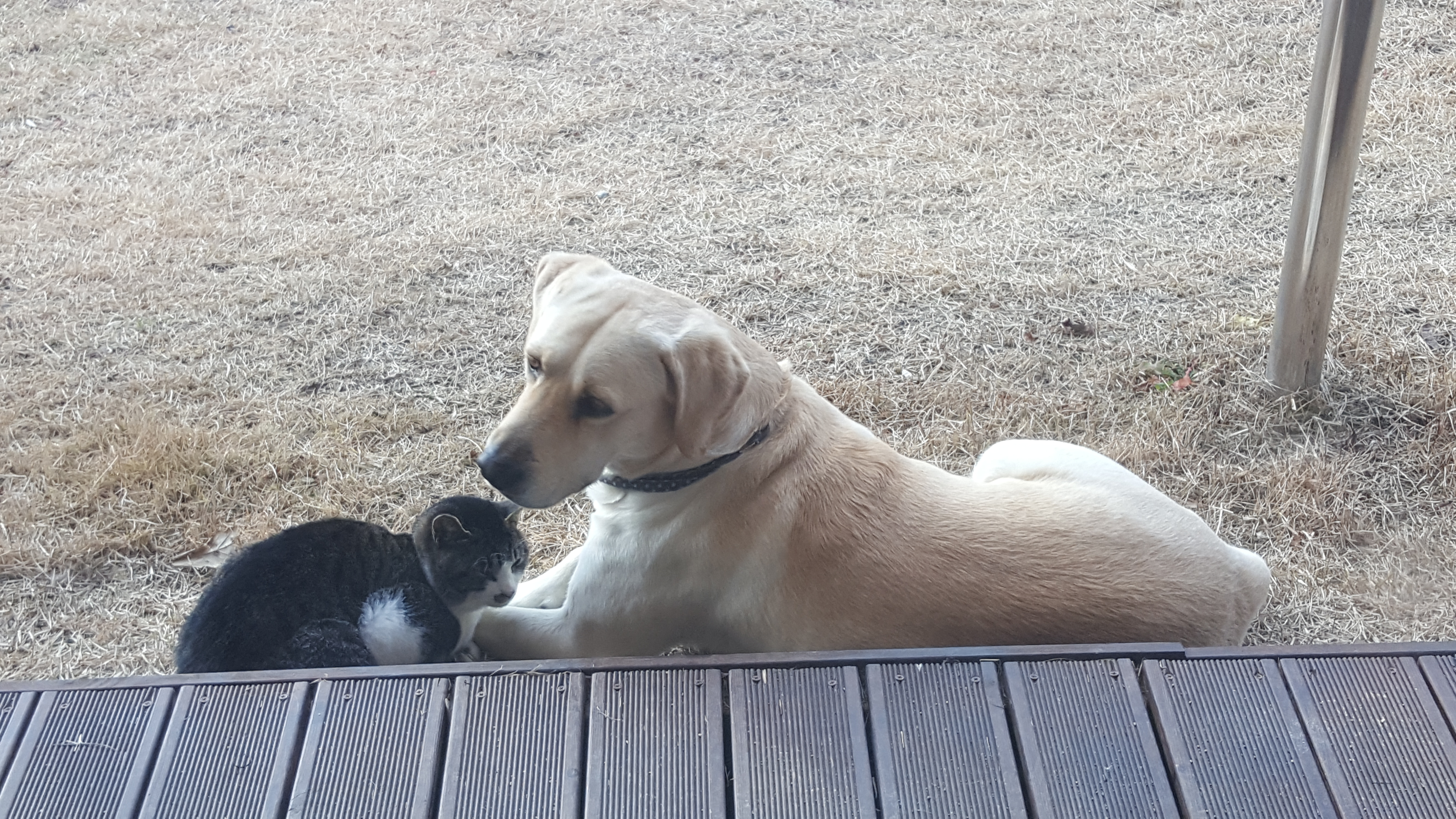 개와 고양이는 친해질 수 있다! 환상의 짝꿍 만드는 비법 대공개 관련 사진