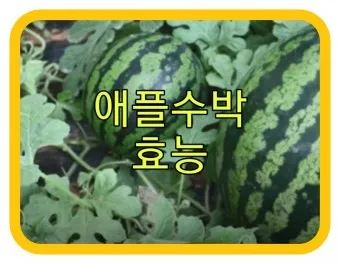 수박 효능_25